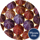 8251-P16 - Sea Urchin Cornish Carnival 8-10cm